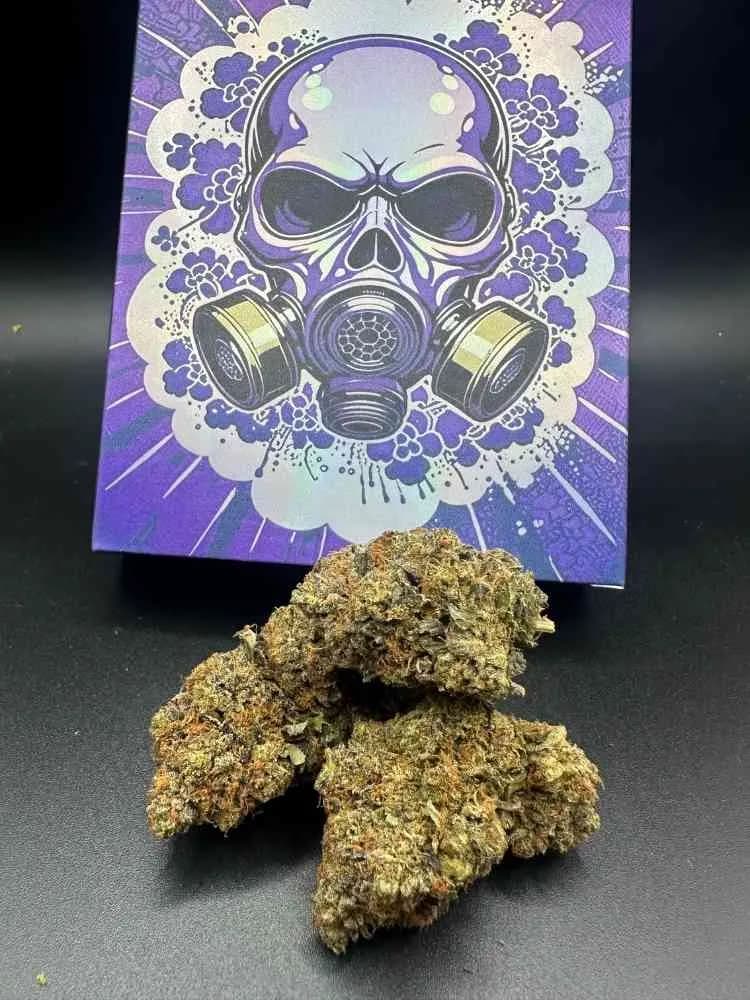 The Gas Mask collectible skull box with 3.5 grams of bud