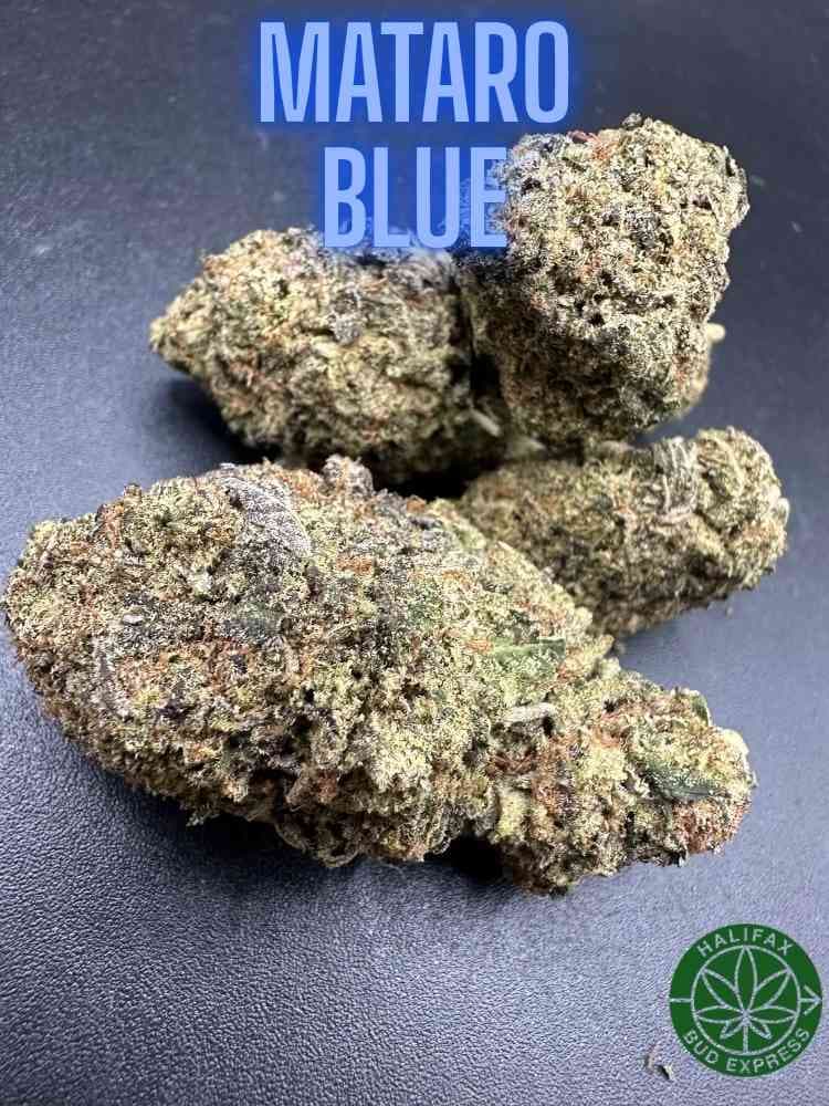 Mataro Blue AA