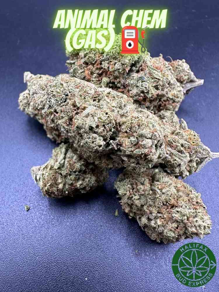 Animal Chem (Gas) AAAA