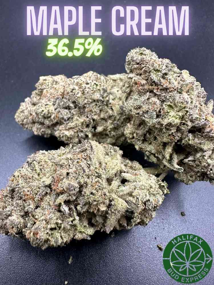 SPARKD-Maple Cream AAAA