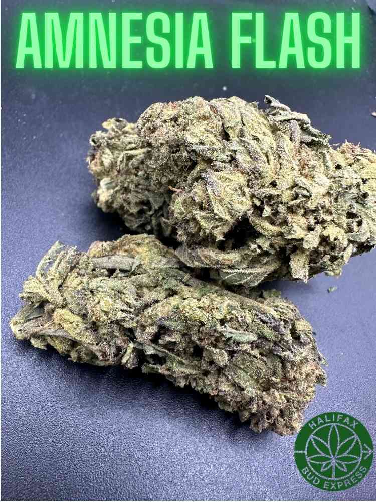 Amnesia Flash
