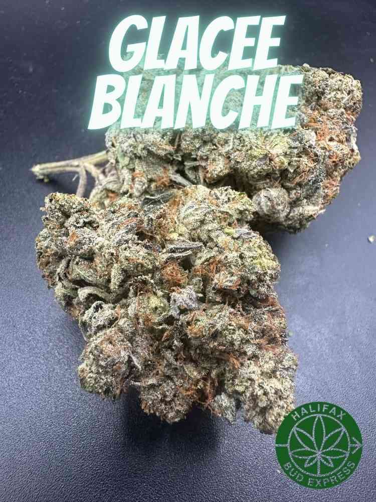 Glacee Blanche AAAA