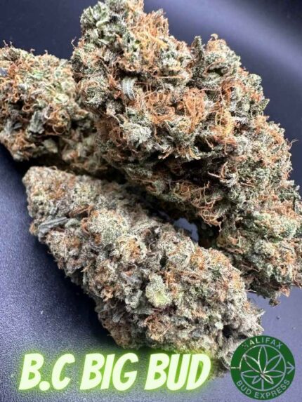 B.C. Big Bud AAA