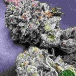 Island Pink Strain Halifax