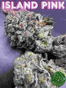 Island Pink Strain Halifax