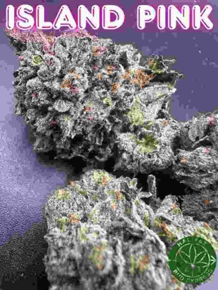Island Pink Strain Halifax